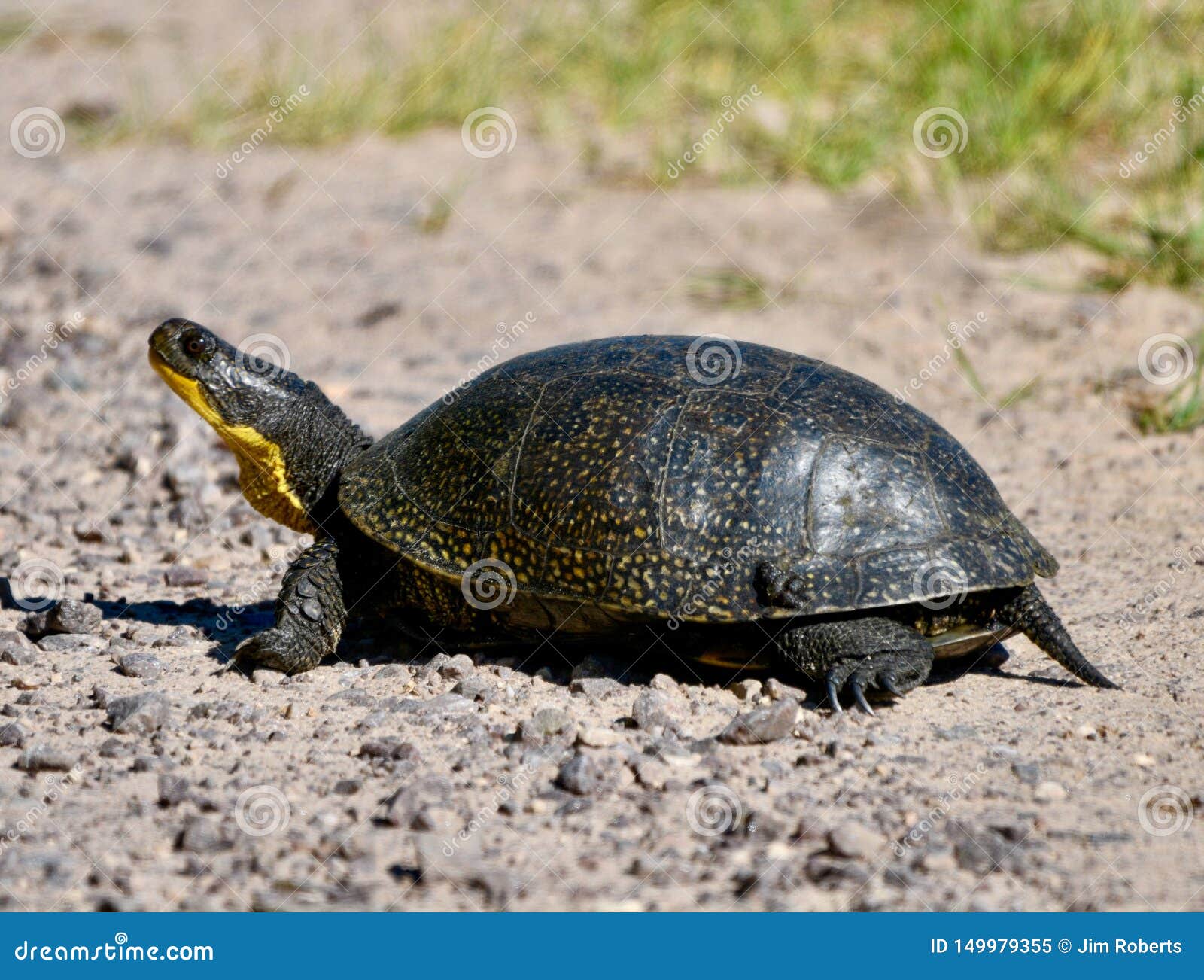 a blandingÃ¢â¬â¢s turtle
